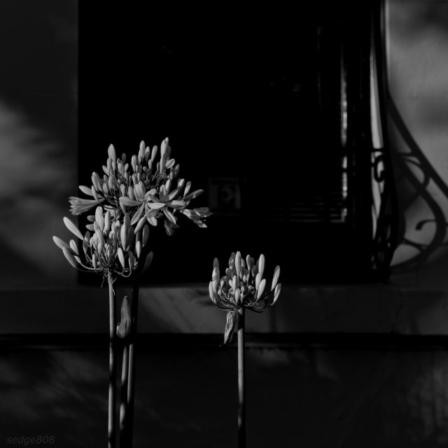 agapanthus # 2