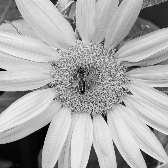 sun flower (with bee)