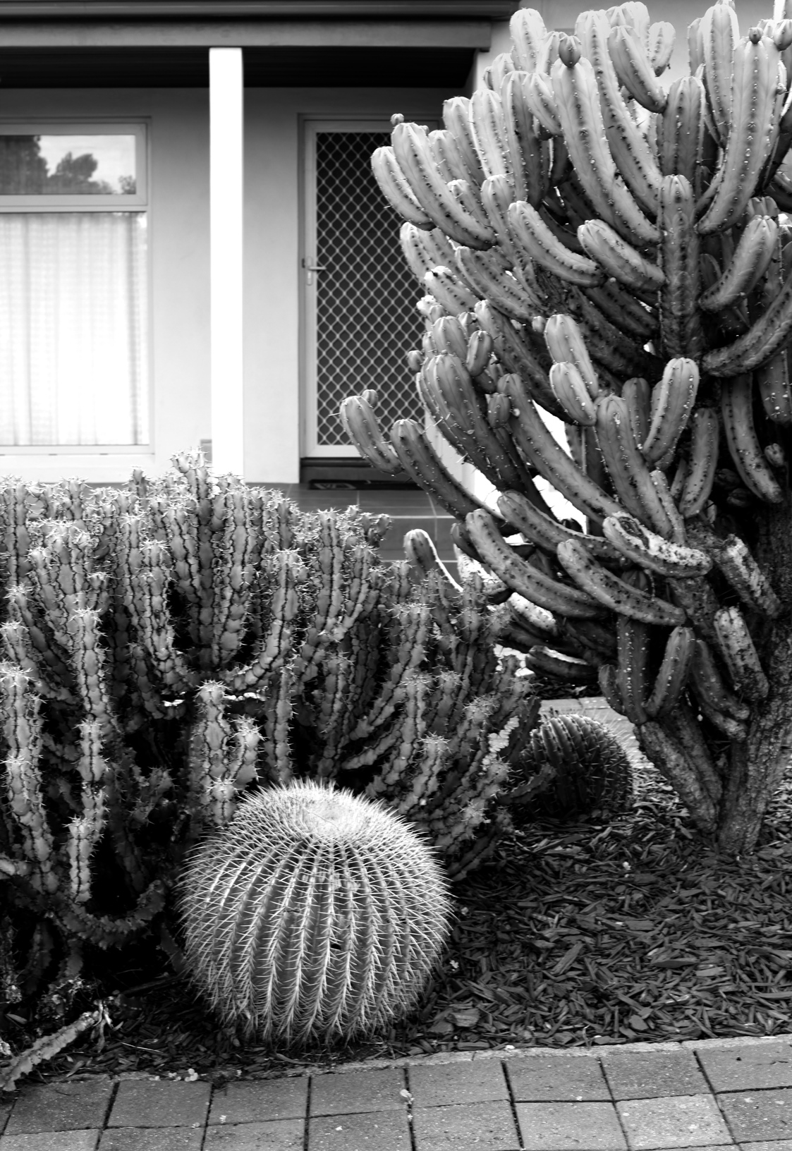 cacti image