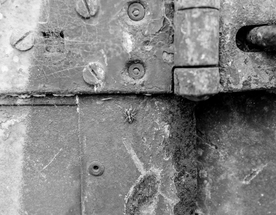 itsy bitsy spider # 1