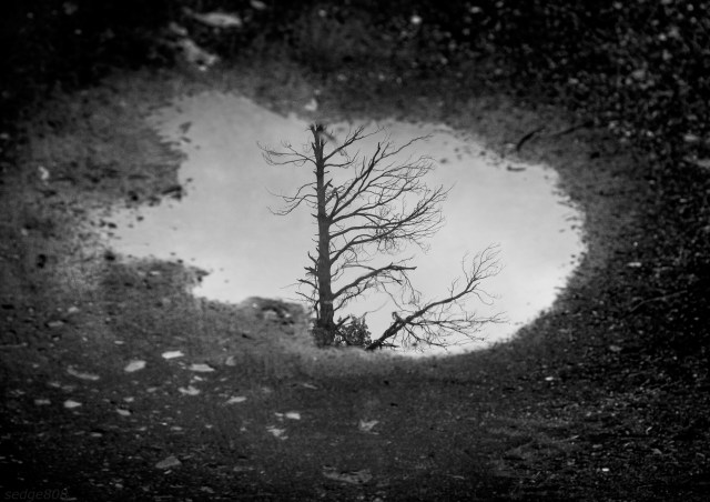 puddle tree