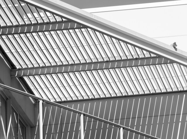 stripes (with pigeon)