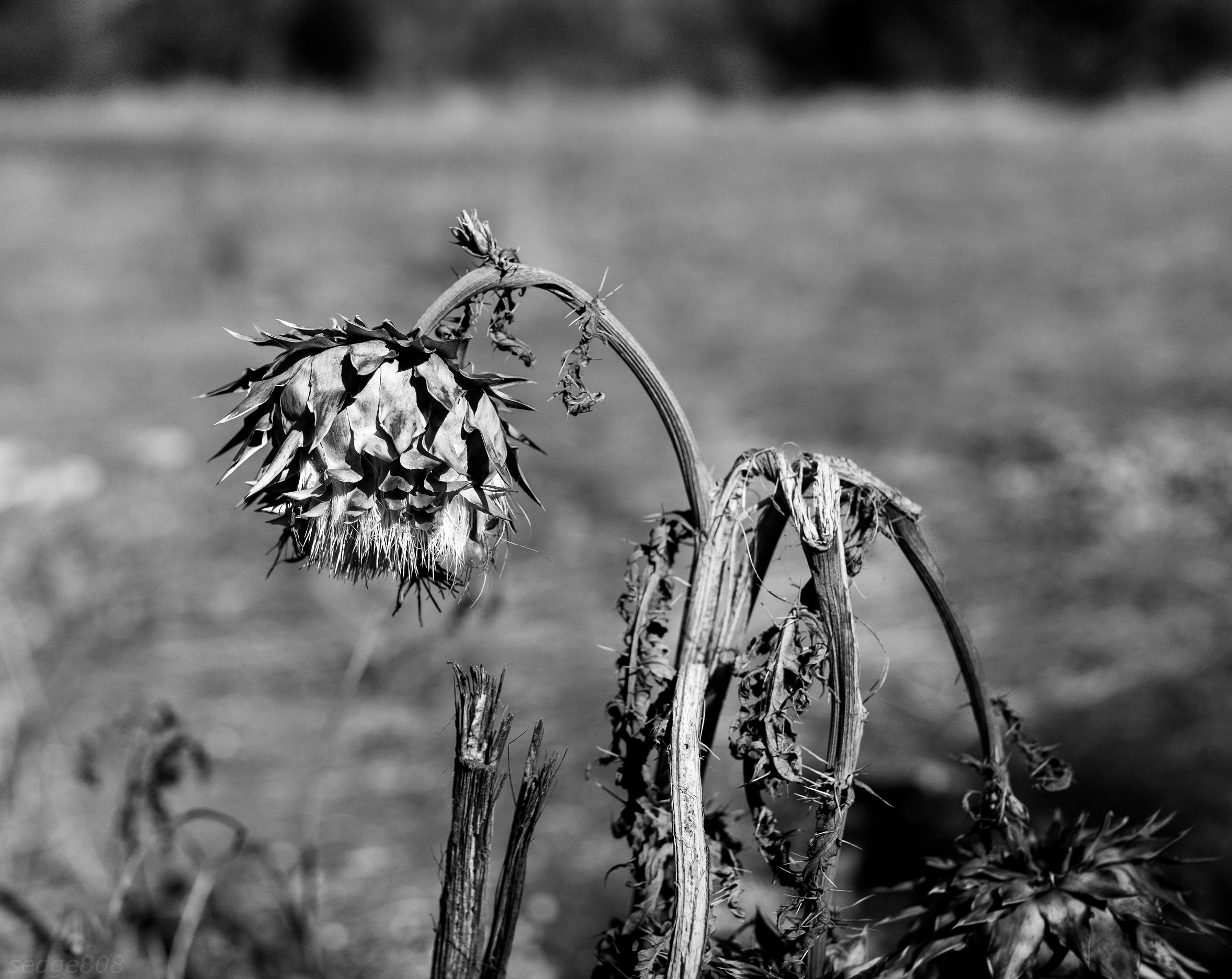 Thistle # 2