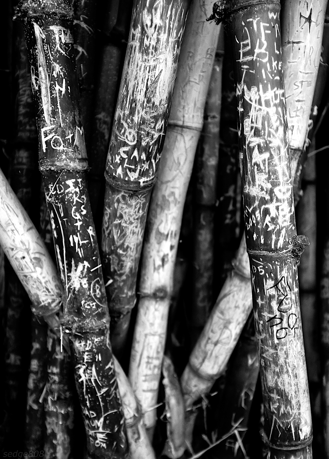 bamboo