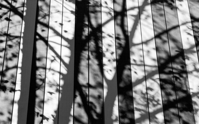 tree shadows